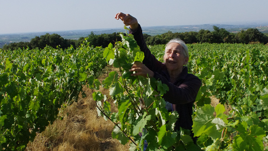 Brigitte Chevalier manipulant une feuille de vigne